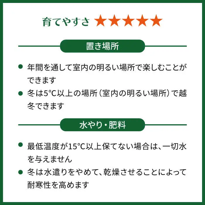 マイナスイオン発生植物『 サンセベリア ・ グリーンハニー 』  糸島市  / cocoha [AWB033] 観葉植物 インテリア グリーン 室内