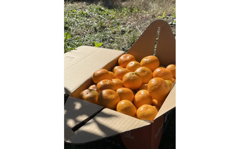 有田みかん S 5kg 贈答用 乳酸菌栽培［先行予約］