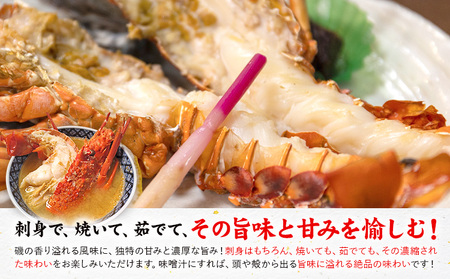 天然伊勢海老 半身カット×２個 伊勢海老