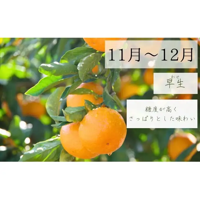 【2026年10月以降順次発送】日下みかん サイズ混合 2S～2L 3kg 秀品 果物類 柑橘類 フルーツ 農薬 有機肥料 光センサー 高品質 おいしい 