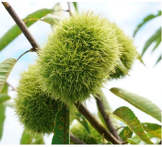 栗  熟成 丹波栗 2L 1kg 栗