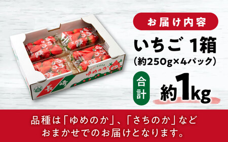 いちご 1箱 (約250g×4P) 約1kg / いちご 苺 イチゴ ゆめのか さちのか いちご 長崎県産いちご 果物 くだもの フルーツ  / 大村市 / おおむら夢ファームシュシュ[ACAA107]