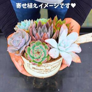 731【厳選株】【農場直送】多肉植物エケベリア ぷっくり充実株!! おまかせ7品種セット※着日指定不可※北海道・沖縄・離島への配送不可