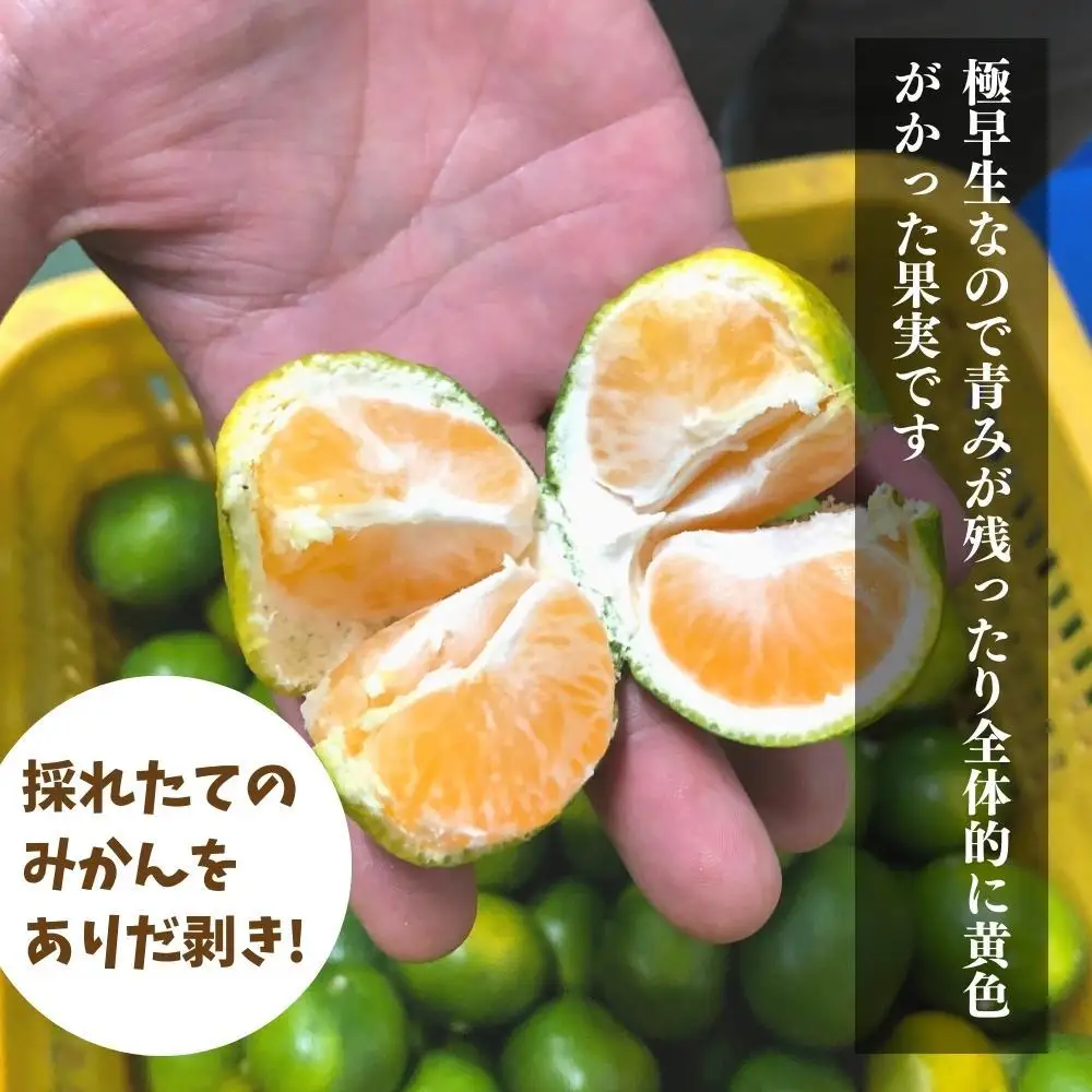 訳あり 極早生 箱込 2.5kg (内容量約 2.3kg) サイズミックス 有田みかん 和歌山県産 【みかんの会】［2026年10月上旬頃より順次発送予定］