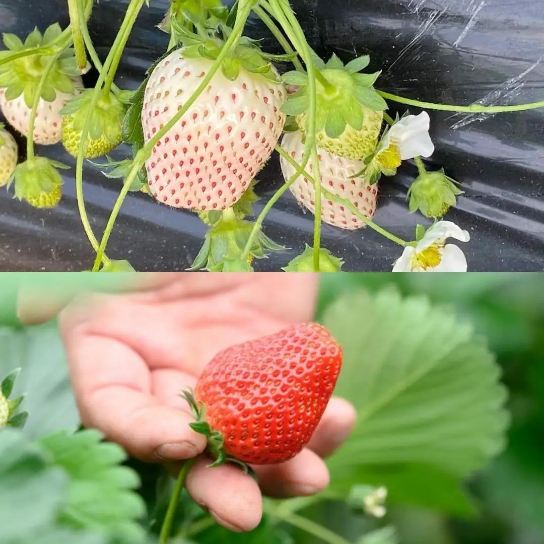 《 2027年 収穫分 》 朝摘み 紅白いちご 約260g×4パック (茨城県共通返礼品 常陸太田市) 先行予約 檜山いちご園 国産 朝採り 朝採れ 大粒 いちご イチゴ 苺 くだもの 果物 フルーツ 冬 春 旬 [DY018sa]