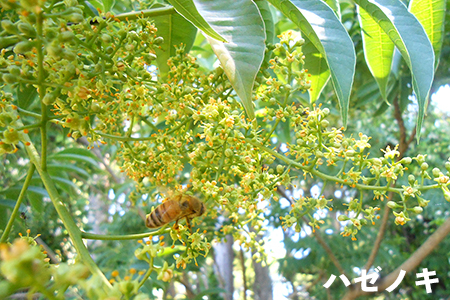 【自然のまま】富津産ハチミツ（5～6月の花）500g×6本 計3kg