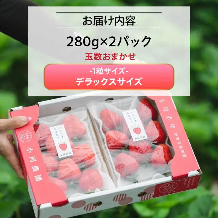 【先行受付】糸島産 完熟あまおう 280g×2パック (デラックスサイズ) 【2027年1月以降順次発送】糸島市 / 小河農園 いちご フルーツ 果物 [AJN001]