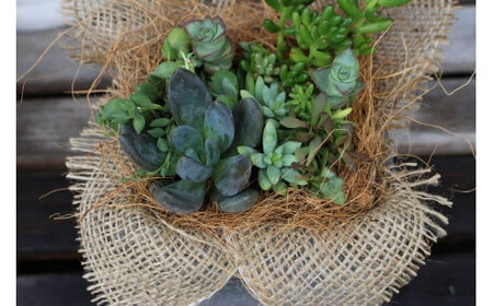 【チトのゆび】地元の花屋さんお薦めの多肉植物 Bセット 多肉植物 寄せ植え グリーン おまかせ 鳥取県 倉吉市