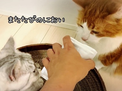 FB164_ねこちゃんストレス解消☆爪とぎサークル&天然100％またたびパウダー