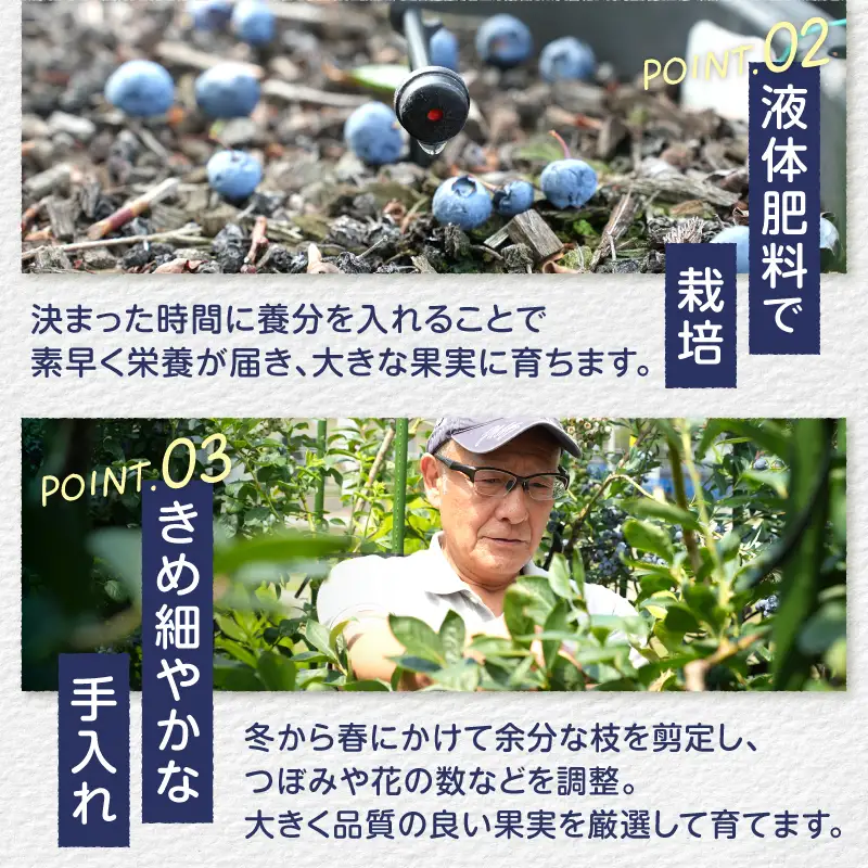 2026年産 大人気！甘くジューシーな冷凍ブルーベリー2kg（1kg×2パック） [h186]