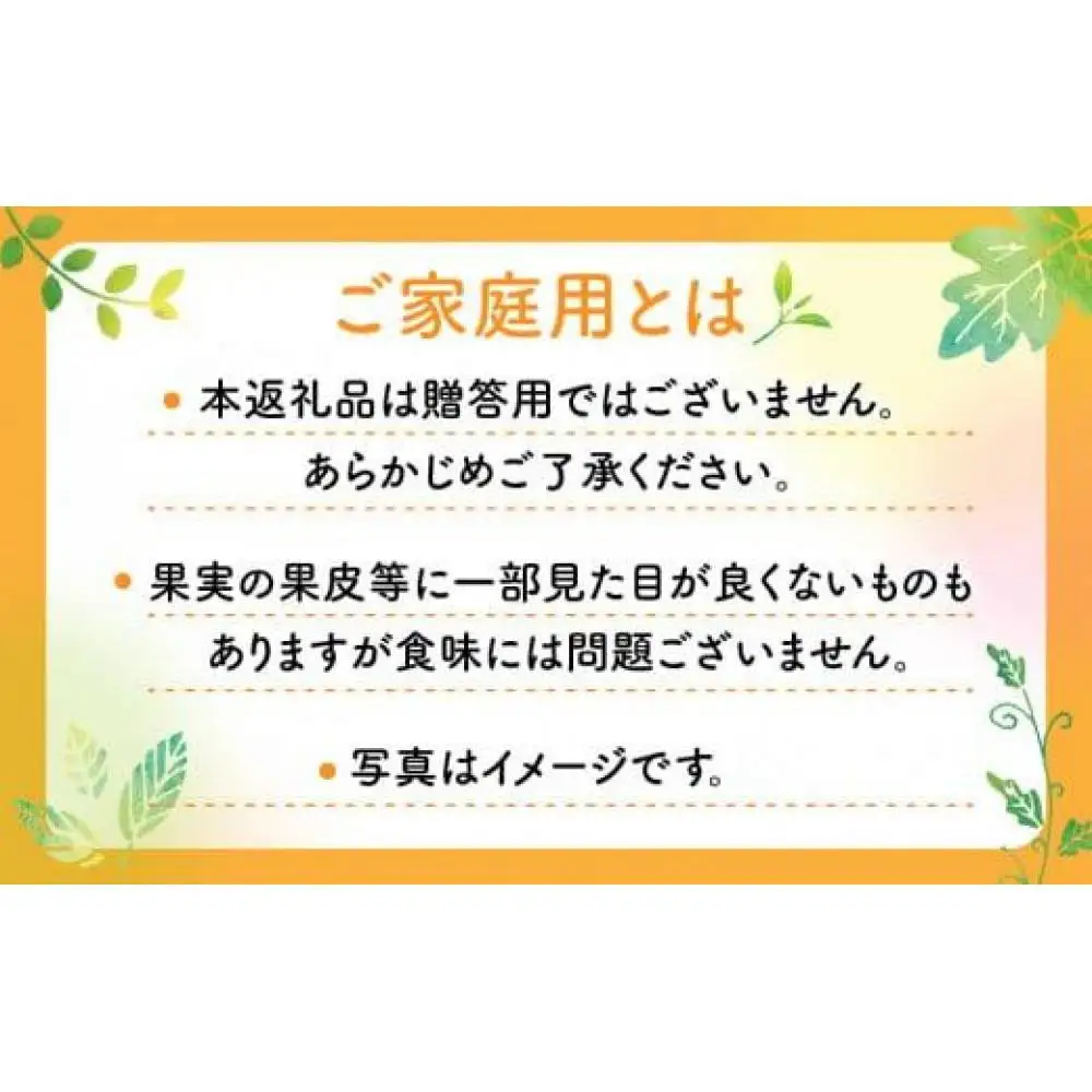 【訳あり】ご家庭用小原紅早生みかん(サイズおまかせ)　約2.5kg【11月下旬～1月下旬配送予定】｜早生ミカン みかん 早生みかん 訳アリ 訳あり 不揃い 家庭用みかん 甘い フルーツ くだもの 果物 柑橘 人気 おすすめ わけあり先行予約