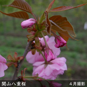 ＜すだ農園＞2年生 苗木 サクラ(桜) 関山八重桜(カンザンヤエザクラ)