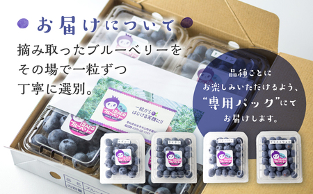 完熟　ブルーベリー　500g　　
