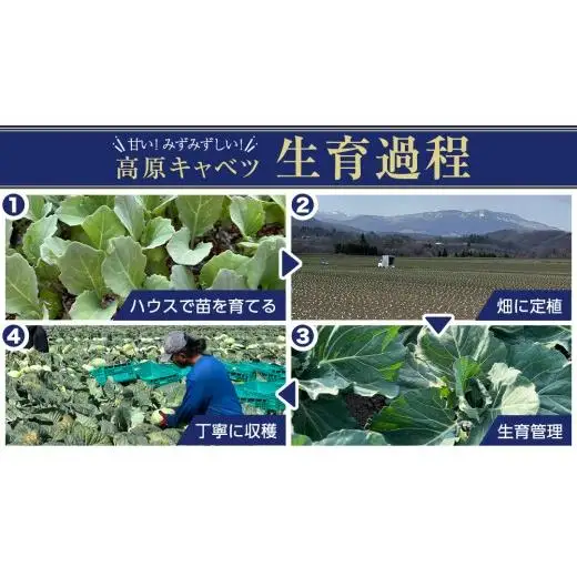 【7月中旬発送開始】 嬬恋キャベツ 定期便 嬬恋産 高原 キャベツ 4玉 1ケース 隔月2回 Lサイズ 先行予約 2026年発送 [AS006tu]