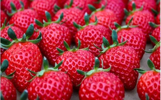 【完熟クラフト苺BERRY】有名シェフ御用達【紅白いちご】樹上完熟紅ほっぺ・淡雪 約500g（出荷2026年12月上旬～2027年5月下旬） 【yuji0003】