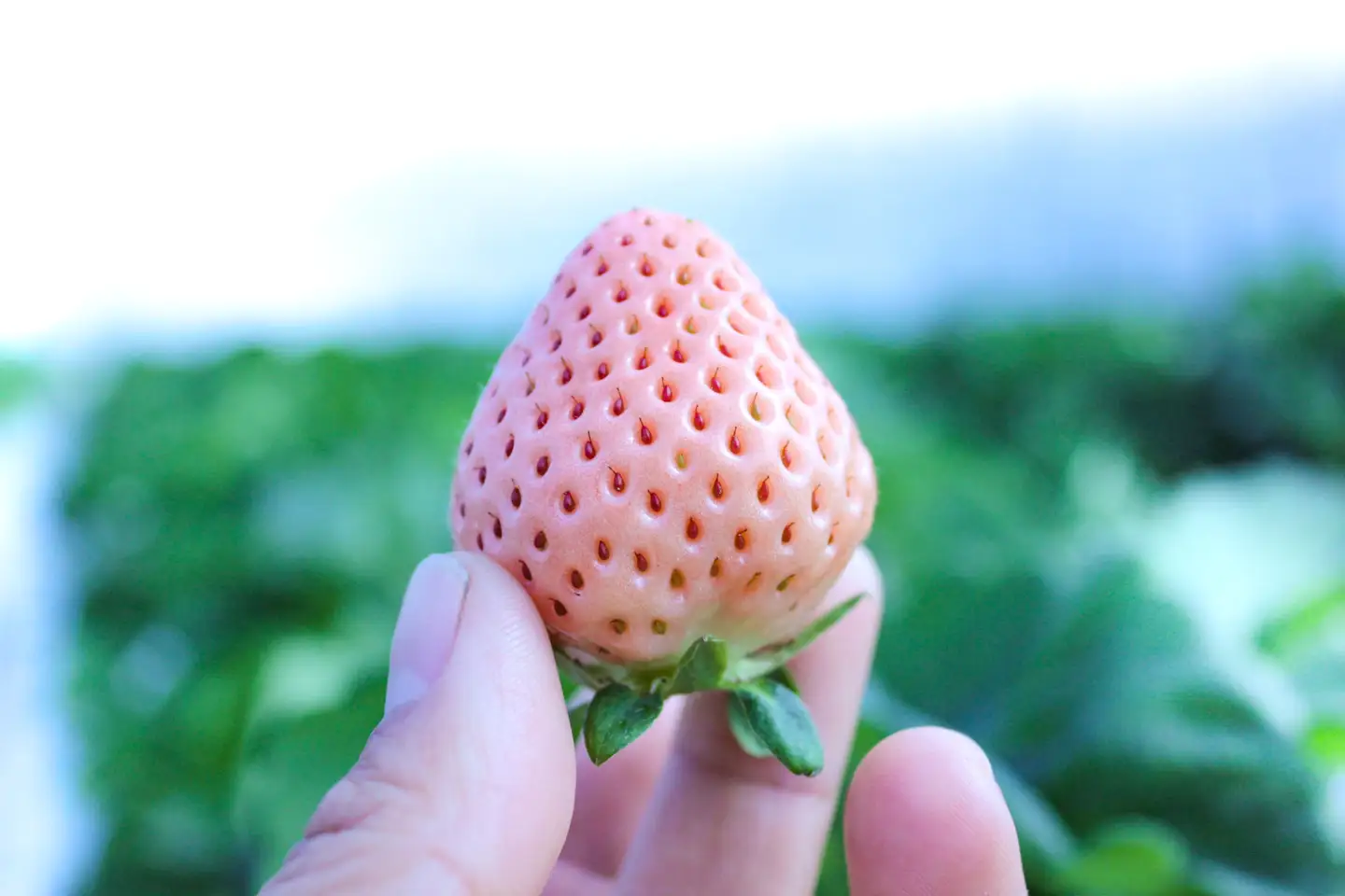 【完熟クラフト苺BERRY】海外セレブ御用達【樹上完熟白いちご】淡雪（あわゆき）約500g（出荷2026年12月上旬～2027年5月下旬）【yuji0004】