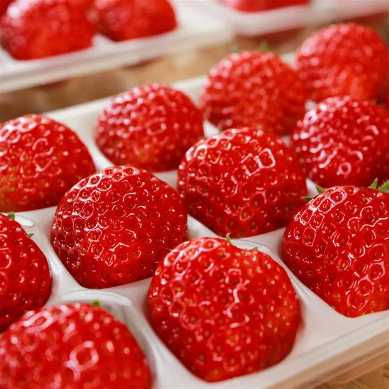 【完熟クラフト苺BERRY】有名シェフ御用達【樹上完熟紅ほっぺ】約500g（出荷2026年12月上旬～2027年5月下旬）【yuji0005】