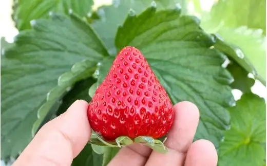 【完熟クラフト苺BERRY】有名シェフ御用達【樹上完熟いちご 欲張り３種セット（白いちご＋赤２品種）】約1500g（出荷2026年12月上旬～2027年5月下旬）【yuji0006】