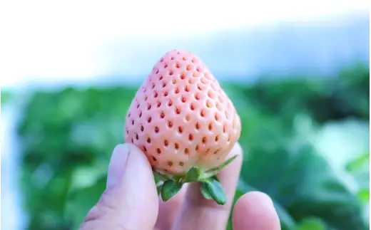 【完熟クラフト苺BERRY】【完熟クラフト苺BERRY】有名シェフ御用達【樹上完熟樹 紅白いちごセット】約500g（出荷2026年12月上旬～2027年5月下旬）【yuji0010】