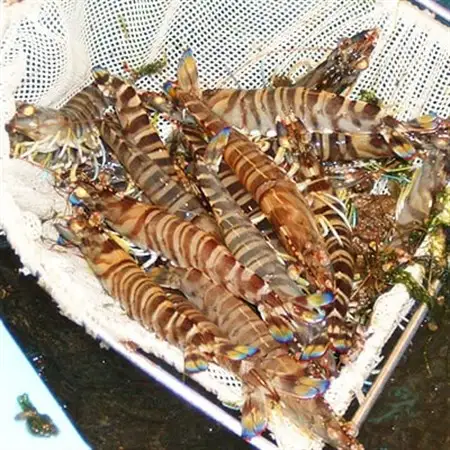 2026年12月発送:活きクルマエビ　1kg_魚介・海産物  エビ えび 海老_【配送不可地域：離島・北海道・沖縄県】【1052789】