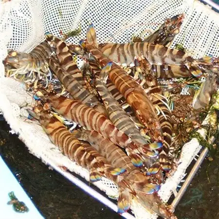 2026年12月発送:活きクルマエビ　500g_魚介・海産物  エビ えび 海老_【配送不可地域：離島・北海道・沖縄県】【1052790】