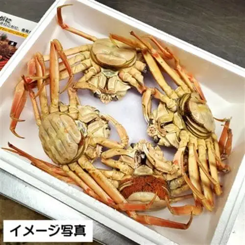 松葉ガニの本場　訳あり・釜茹でセコガニ(冷蔵)中サイズ　5枚　兵庫県新温泉町【配送不可地域：離島・北海道・沖縄県・東北】【1132208】