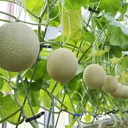 訳あり静岡温室マスクメロン2個入_メロン マスクメロン めろん ますくめろん 訳あり 2個 大玉 温室 果物 くだもの フルーツ 甘い デザート 産直 産地直送 家庭用 自宅用 静岡県 送料無料_【配送不可地域：離島・北海道・沖縄県】【1438410】