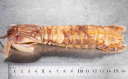 小樽産 漁師直送 浜茹でむきシャコ (冷凍) オス10匹×2・メス10匹×2＜計4パック＞ 【2026年12月下旬発送予定】