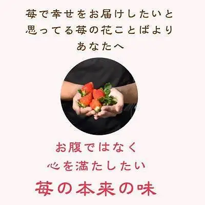 【先行予約 定期便5回】越後姫 いちご 雪国完熟 ダブル760g×5回 いちご