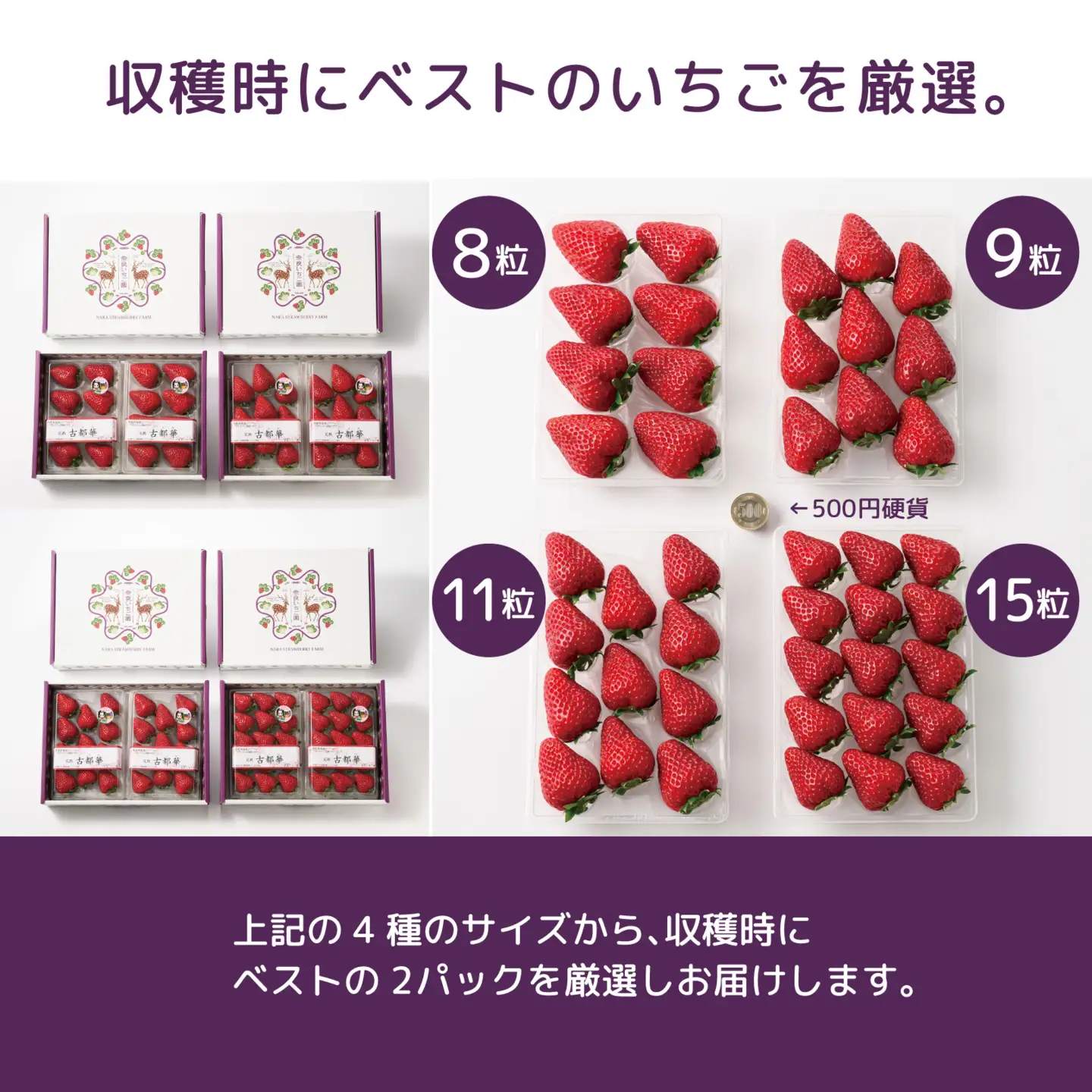 【数量限定】【先行予約】【1・2・3月発送】奈良県特産 高級ブランドいちご「古都華」旬の３ヶ月定期便 