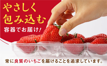 【先行予約 2027年2月～発送】【2回定期便】いちごさん 240g×2パック いちご