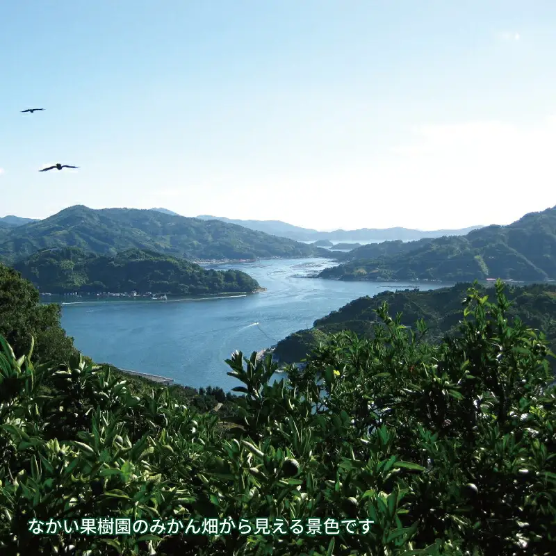 甘夏 4kg 栽培期間中 農薬 化学肥料 除草剤 不使用 なかい果樹園 あまなつ あまなつ B010-144003