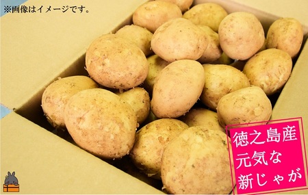 《今が旬！》～これからは産地で選びたくなる～徳之島産新じゃがいも（10kg） ( バレイショ 野菜 旬 春 徳之島 奄美 鹿児島 肉じゃが カレー じゃがバター 美味しい 人気 オススメ )