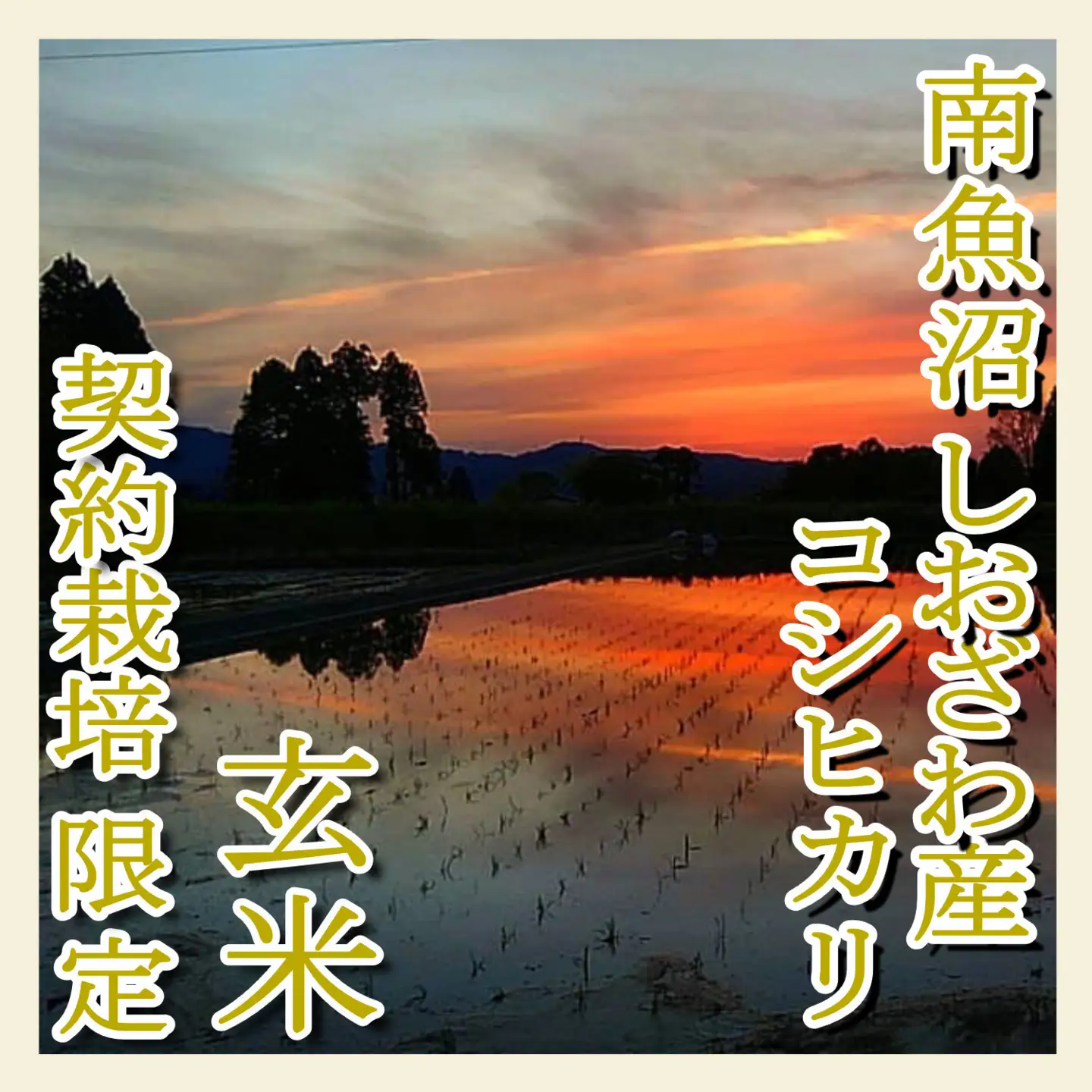 【令和7年産】【玄米６Kg】●玄米● 生産者限定 南魚沼しおざわ産コシヒカリ【銘柄米 ブランド米 玄米 こしひかり コシヒカリ 魚沼産 新潟米 産地直送 お米 米 こめ コメ ご飯 御飯 ごはん】