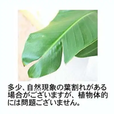 【観葉植物】オーガスタ 8号 ブラウンバスケット鉢カバー 土の表面：ウッドチップ【観葉植物 インテリア 部屋 おしゃれ 福岡県 筑前町 送料無料 AG032】
