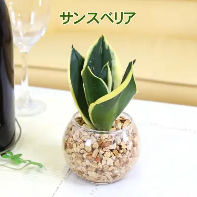 【観葉植物】土を使わないで清潔なミニ観葉植物 ゼオライト植え・ガラス鉢 丸形 2鉢セット（パキラとサンスベリア）【観葉植物 インテリア 部屋 おしゃれ 福岡県 筑前町 送料無料 AG048VC03】