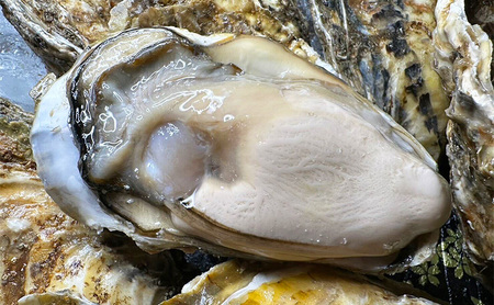 北海道 厚岸産 砂抜き済み あさり 4kg ＆ ブランド牡蠣 マルえもん 殻付き LLサイズ 10個 【光輝】 [ 魚貝類 海鮮 海の幸 みそ汁 酒蒸し アサリバタ 産地直送 生食用牡蠣 生食用 牡蠣 カキ ］