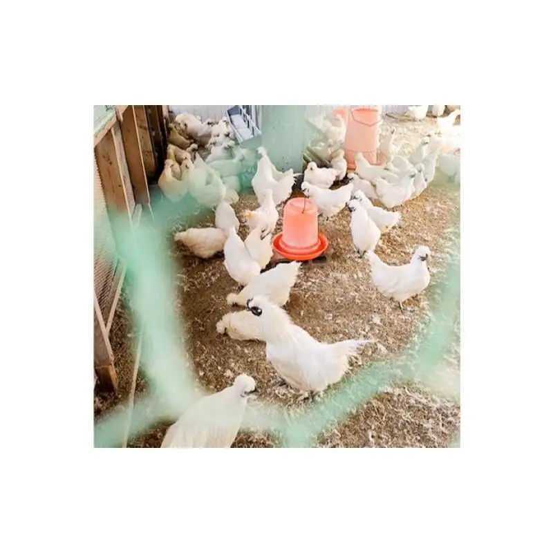 卵 烏骨鶏 10個 定期便 12ヶ月 平飼い 卵