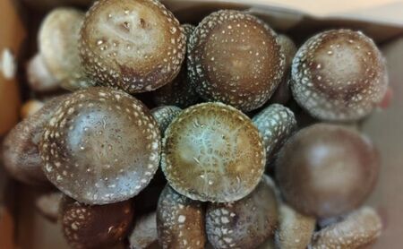 生椎茸肉厚鍋物群馬県産生椎茸【約500g(20個前後)】