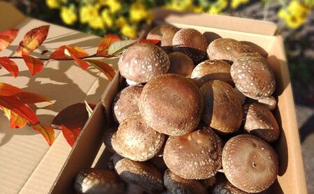 生椎茸肉厚鍋物群馬県産生椎茸【約1kg(40個前後)】