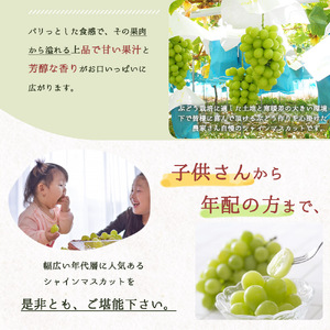 シャインマスカット 約1kg　紀州和歌山 かつらぎ産【2026年8月中旬頃～2026年9月上旬頃に順次発送予定】【UT118】【Z91109-uot782A】