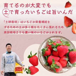 紅白いちご 食べ比べ いちご(2パック×1箱)