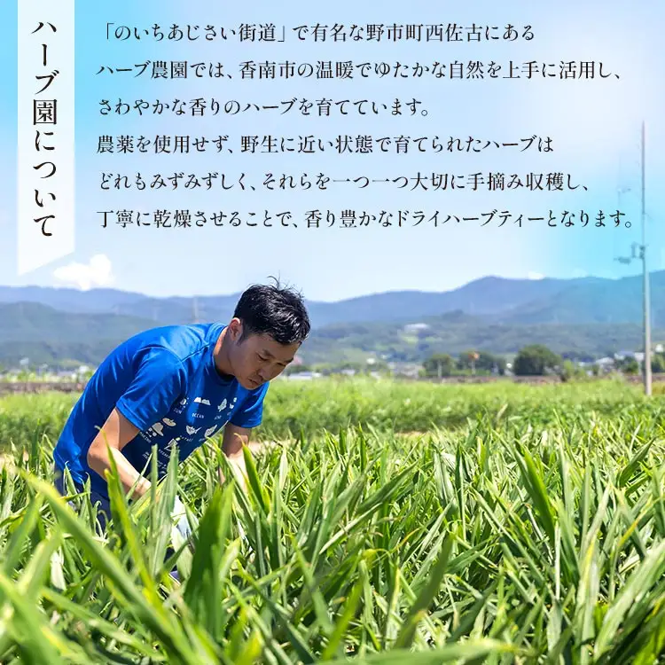【ローズマリー】ハーブ 6パックセット【リラックス 茶葉 お茶 ハーブティー】 gr-0156