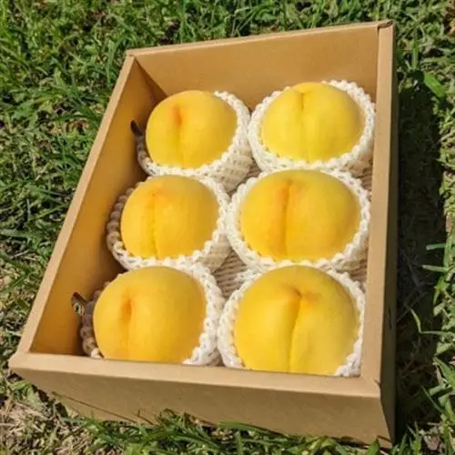 【ふるさと納税】2027年発送 山梨県山梨市産 黄桃 黄金桃 約2kg 5玉～8玉【配送不可地域：離島】【1328634】