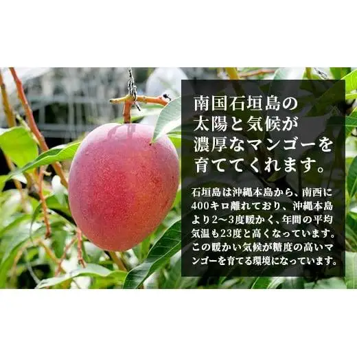 《2026年順次発送》訳あり (家庭用)沖縄マンゴー（石垣島産） 1kg