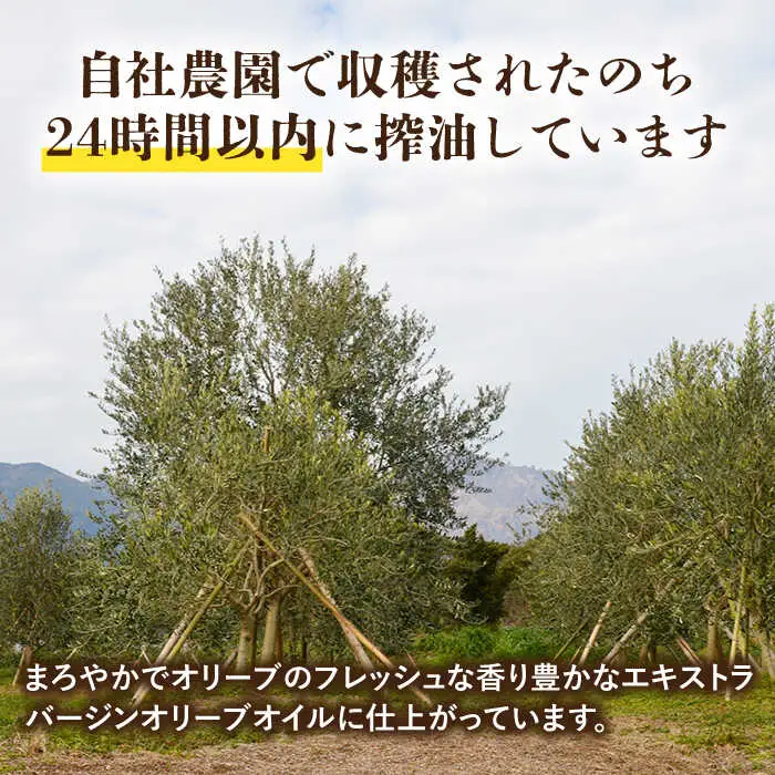 （6回定期便）【国産 手摘み 100% 】南島原産 オリーブオイル  S島原 / オリーブ オイル 油 あぶら 食用油 / 南島原市 / ふるさと企画 [SBA065]