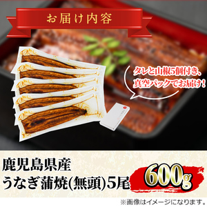 【0244311a】並サイズの満足感！東串良町のうなぎ蒲焼(無頭)(5尾・計約600g・タレ、山椒付)うなぎ 高級 ウナギ 鰻 国産 蒲焼 蒲焼き たれ 鹿児島 ふるさと 人気【アクアおおすみ】