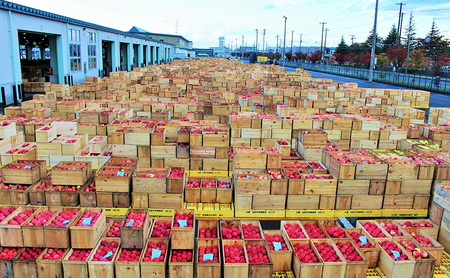 りんご詰合せ サンふじ王林 青森県産 贈答用 りんご詰合せ【約10kg】【12月発送】