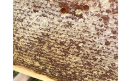 Veg Honey 畑の蜂蜜 2本入り【国産 季節の花 生ハチミツ 】