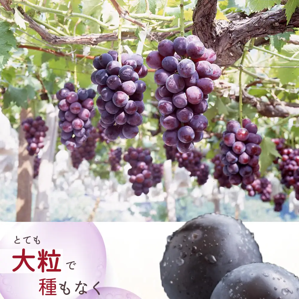 紀州和歌山産 ピオーネ 約2kg ※2026年8月下旬頃〜2026年9月下旬頃に順次発送 ※日付指定不可 ぶどう ブドウ 葡萄 果物 くだもの フルーツ【uot781】